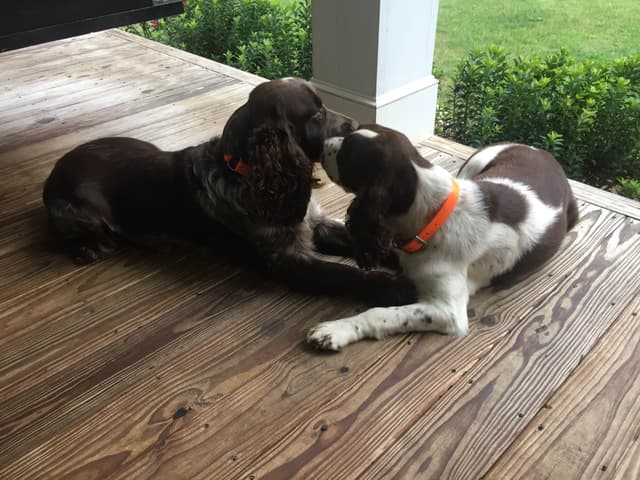 English Springer Spaniel Puppies media 12