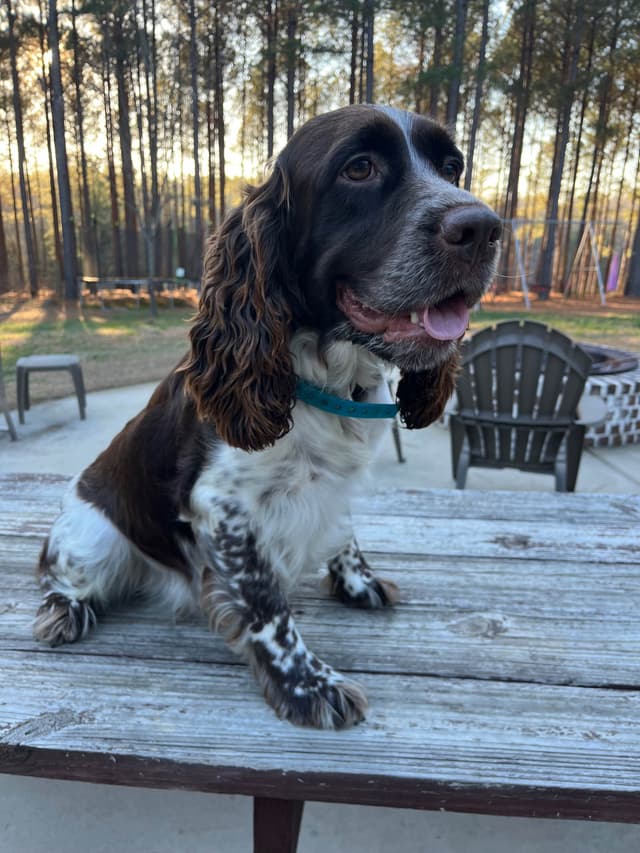 English Springer Spaniel Puppies media 13