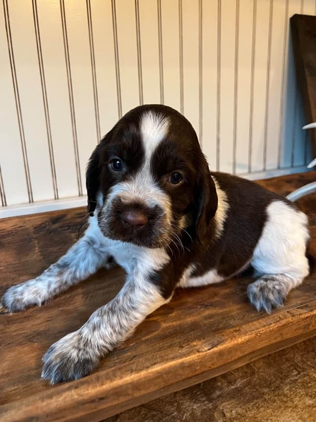 English Springer Spaniel Puppies media 5
