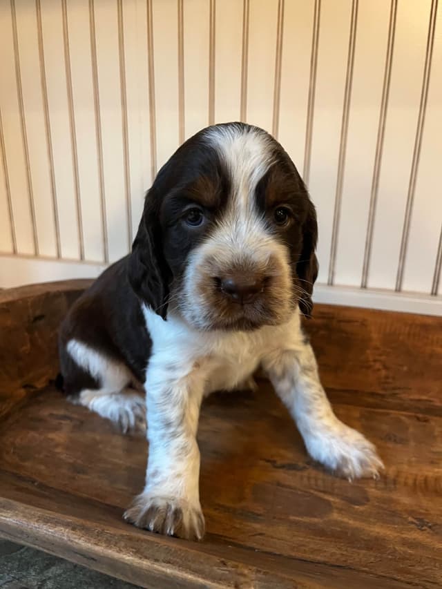 English Springer Spaniel Puppies media 2