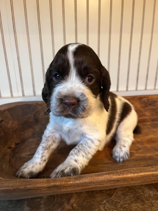 English Springer Spaniel Puppies media 8