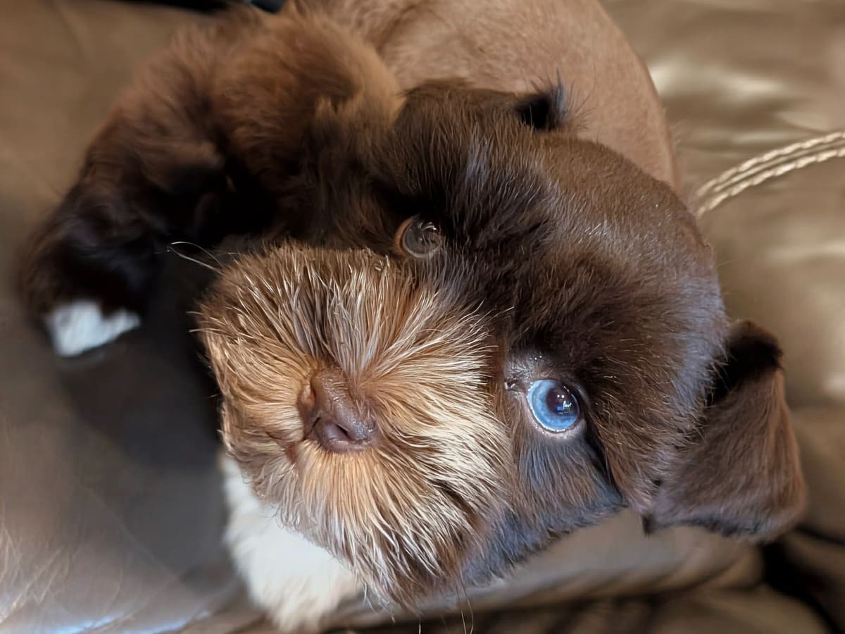 Miniature Schnauzer Puppies breeder image 3