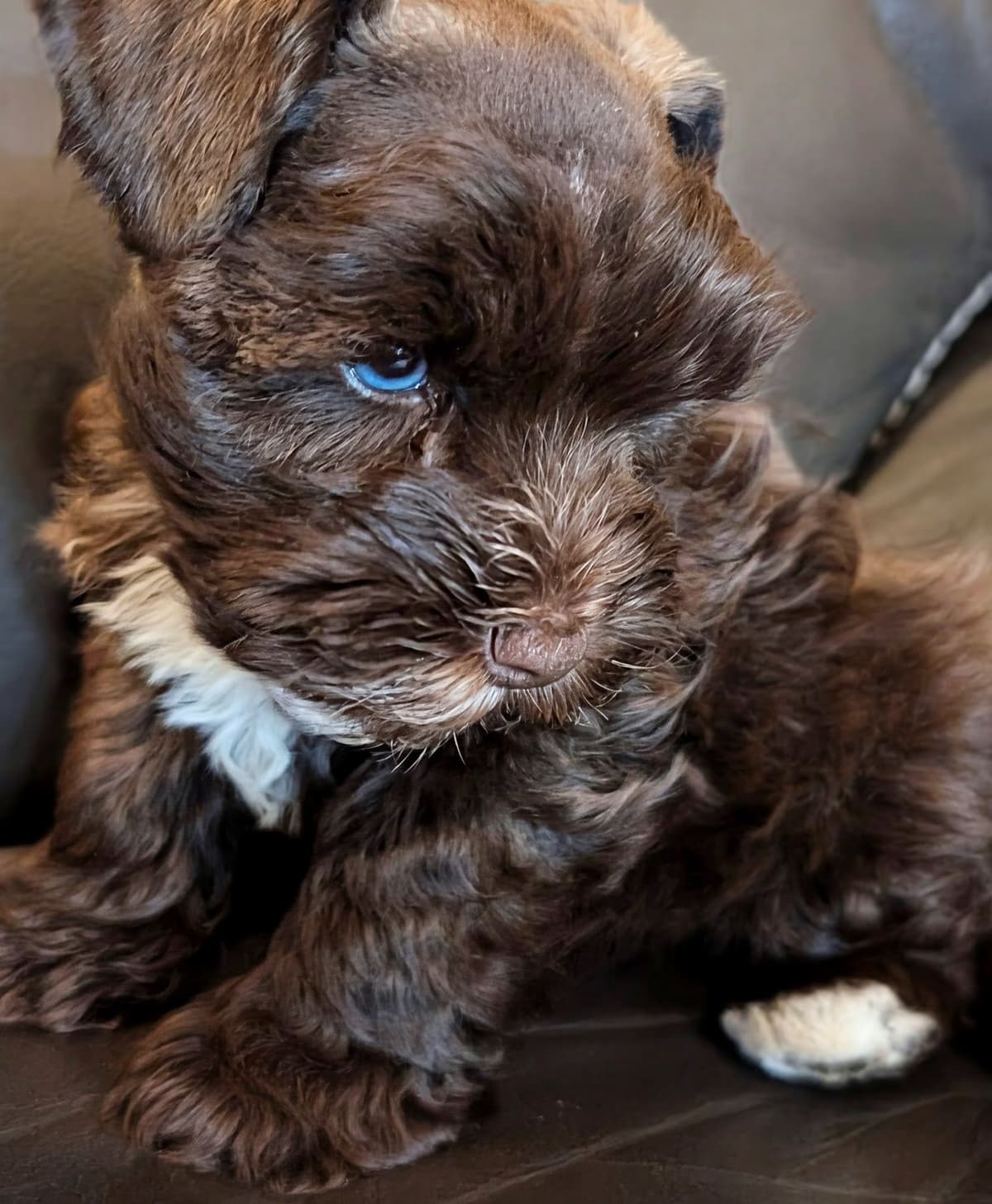 Miniature Schnauzer Puppies breeder image 4