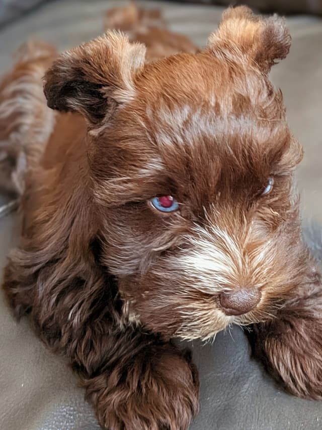 Miniature Schnauzer Puppies media 2