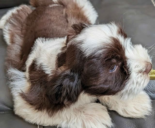 Miniature Schnauzer Puppies media 4