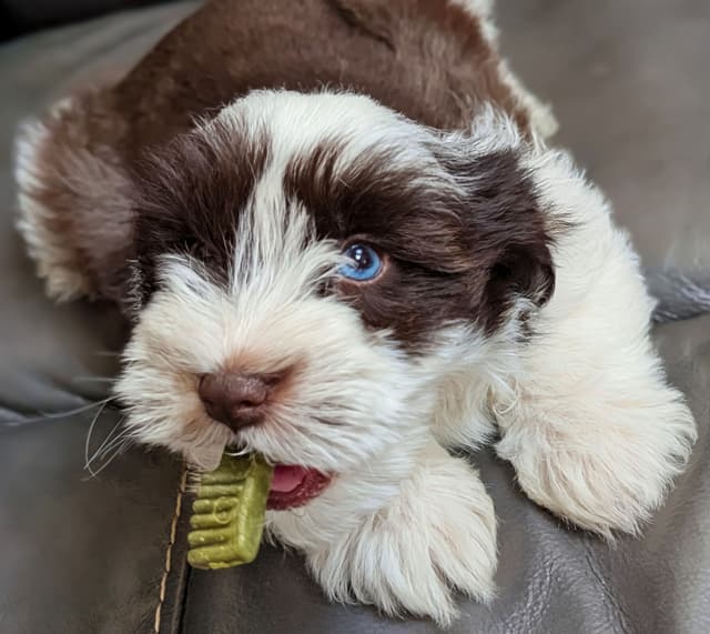 Miniature Schnauzer Puppies media 5