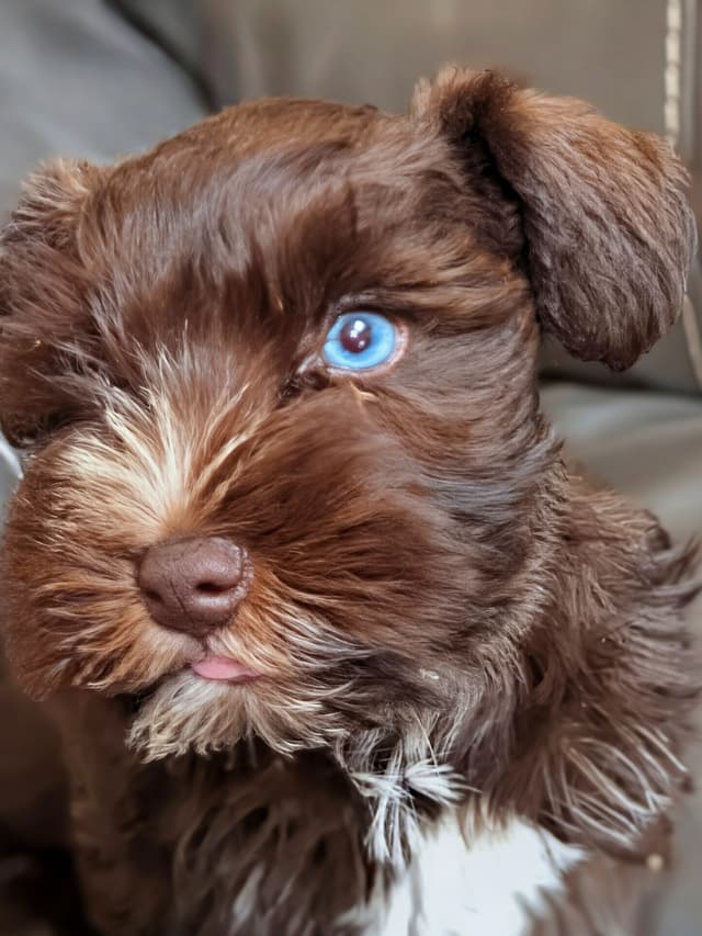 Miniature Schnauzer Puppies media 3