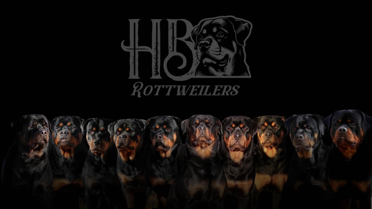 HB Rottweiler Puppies breeder image 1