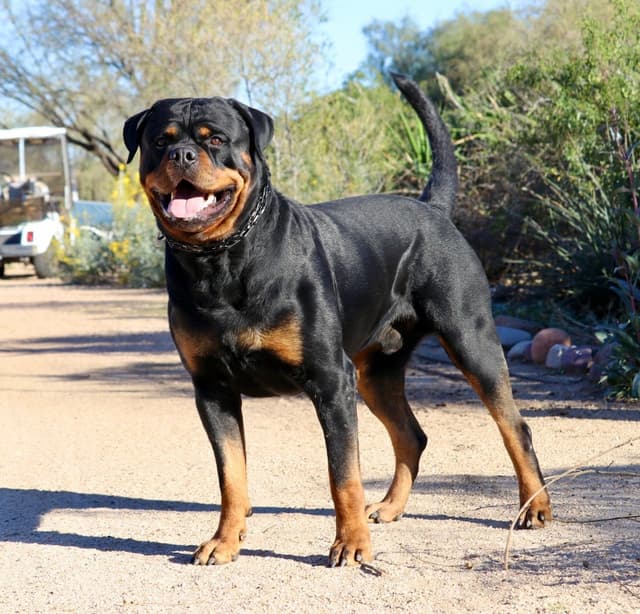 HB Rottweiler Puppies media 2