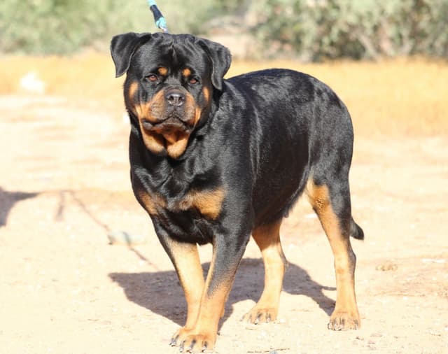 HB Rottweiler Puppies media 3