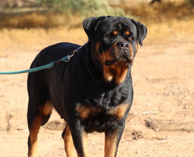 HB Rottweiler Puppies media 4