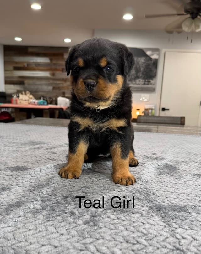 HB Rottweiler Puppies media 5
