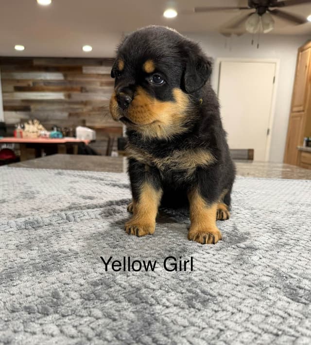 HB Rottweiler Puppies media 8