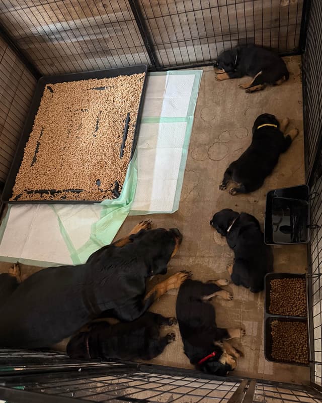 HB Rottweiler Puppies media 10