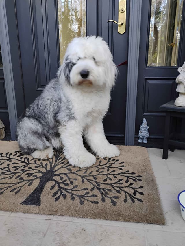 Old English Sheepdog Puppies media 2
