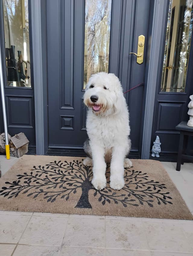Old English Sheepdog Puppies media 3