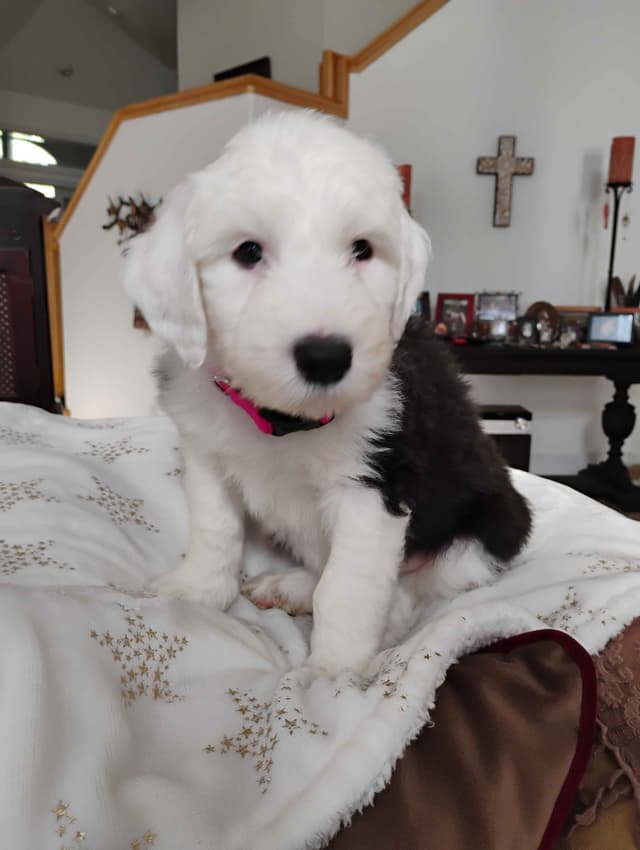 Old English Sheepdog Puppies media 4