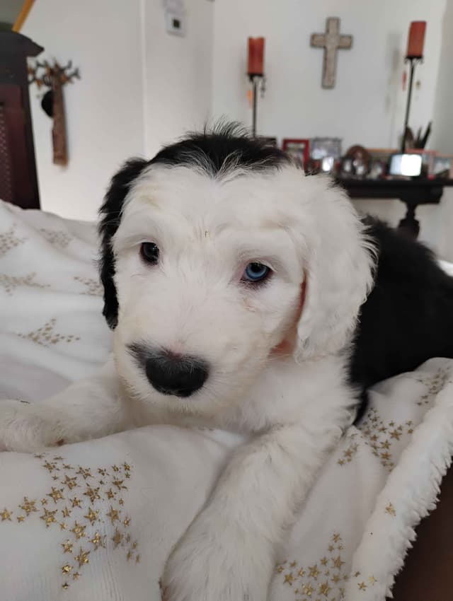 Old English Sheepdog Puppies media 5