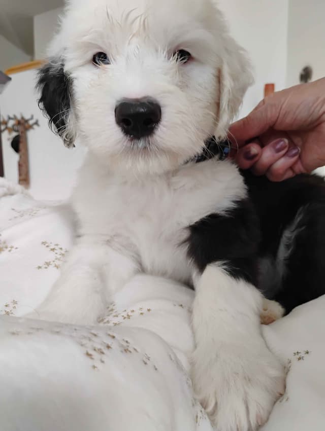 Old English Sheepdog Puppies media 6