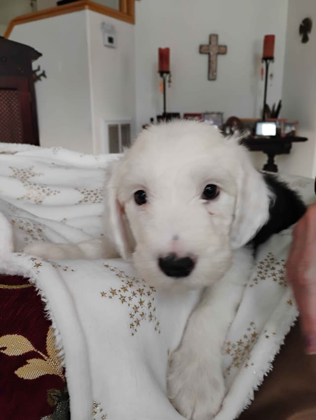 Old English Sheepdog Puppies media 7