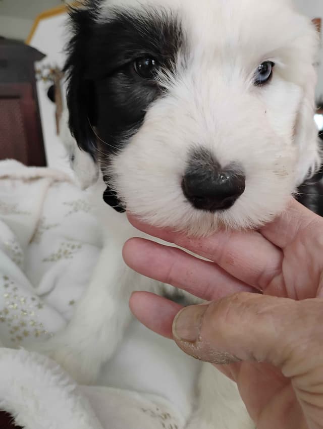 Old English Sheepdog Puppies media 9