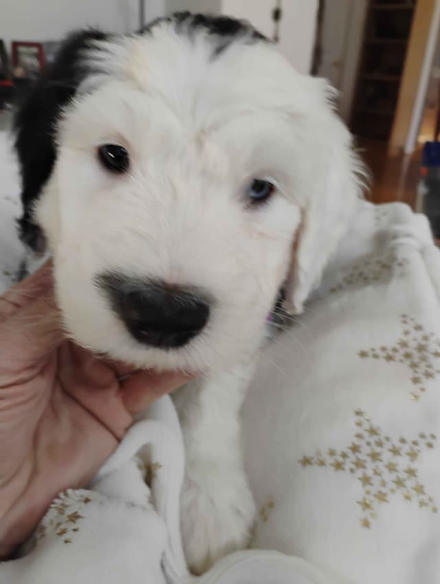 Old English Sheepdog Puppies media 11