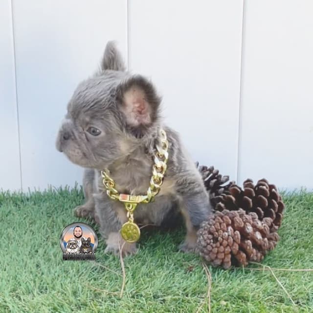 French Bulldog Puppies media 3