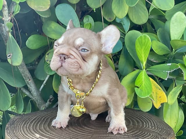 French Bulldog Puppies media 2