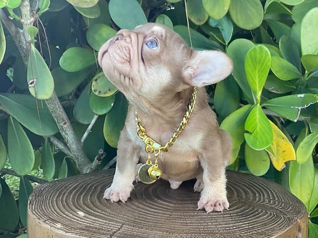 French Bulldog Puppies media 3
