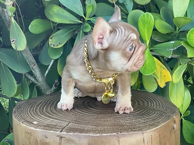 French Bulldog Puppies media 4