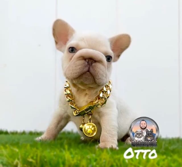 French Bulldog Puppies media 6