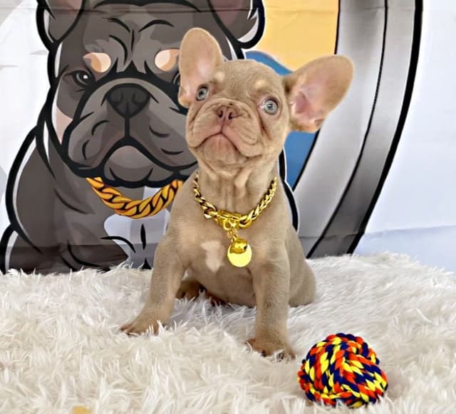 French Bulldog Puppies media 3