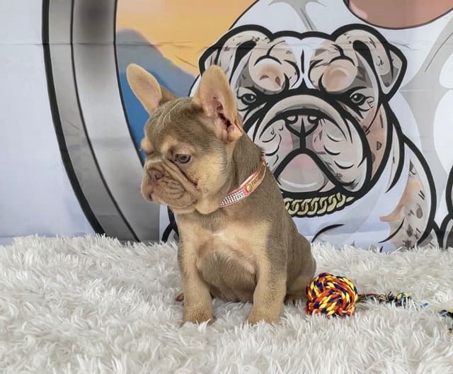 French Bulldog Puppies media 2
