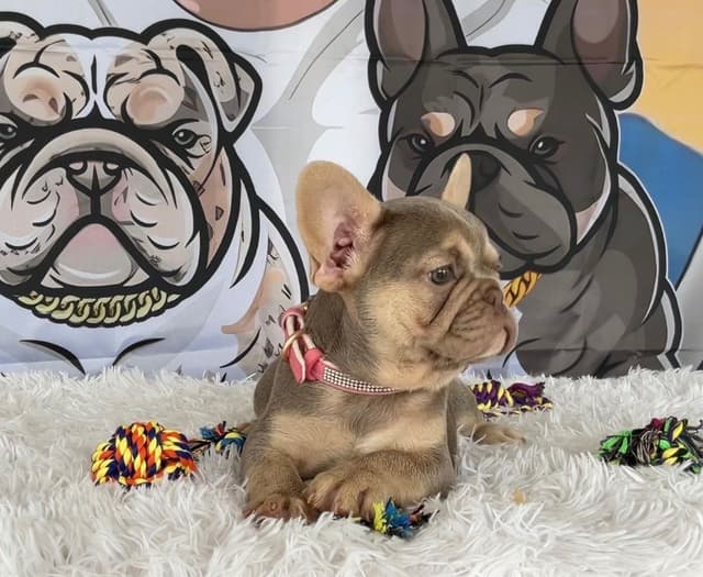 French Bulldog Puppies media 4