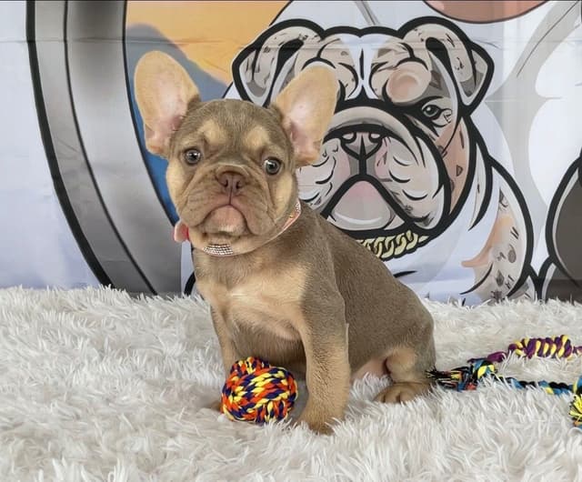 French Bulldog Puppies media 5