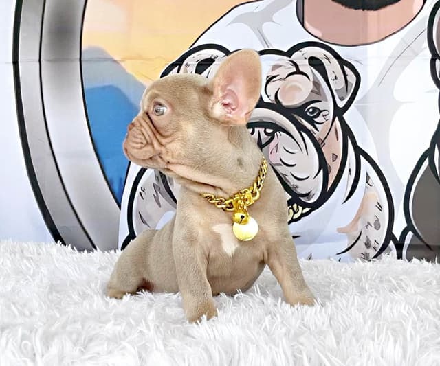 French Bulldog Puppies media 6