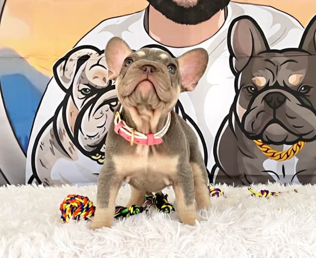 French Bulldog Puppies media 7