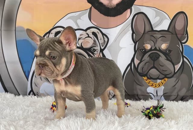 French Bulldog Puppies media 8