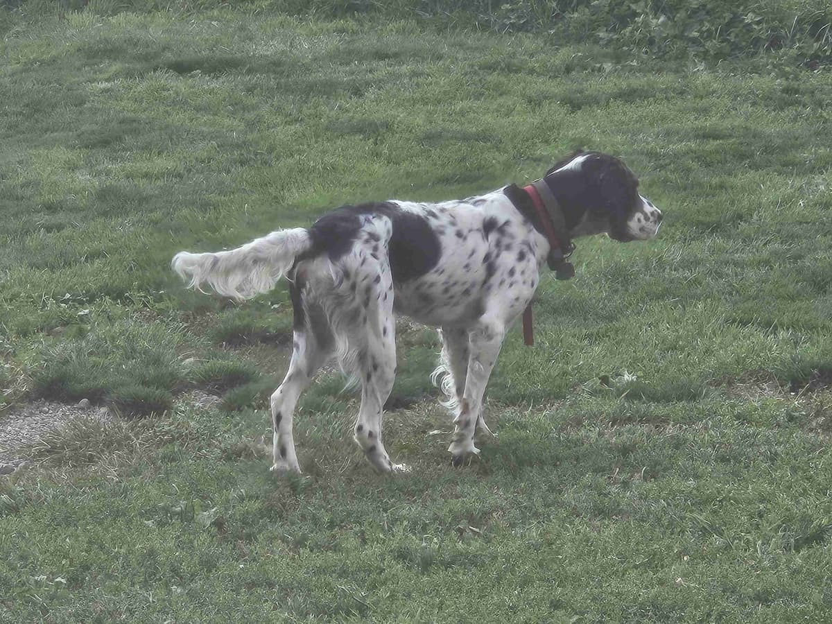 English Setter Puppies breeder image 1