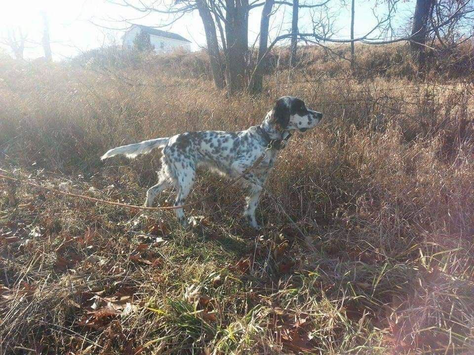 English Setter Puppies breeder image 2