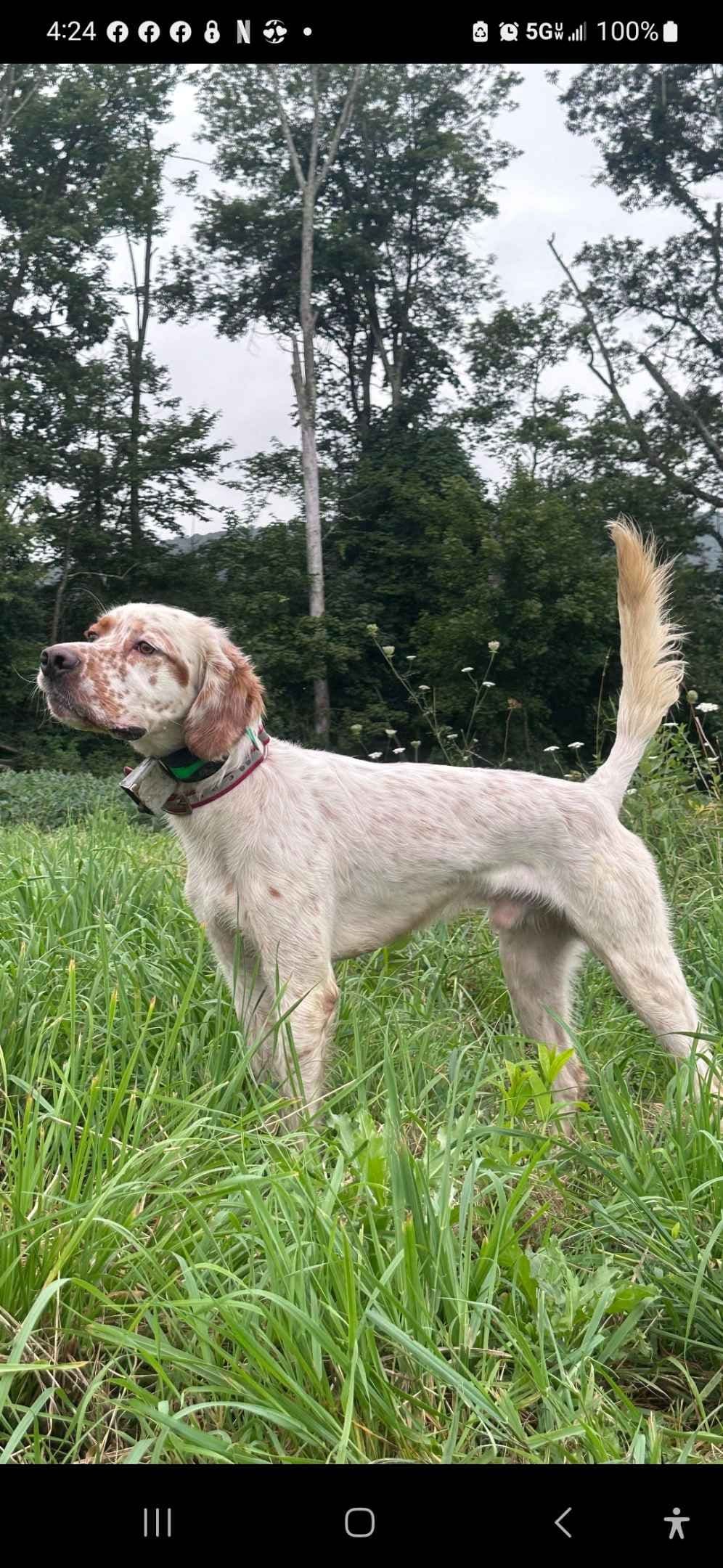 English Setter Puppies breeder image 3