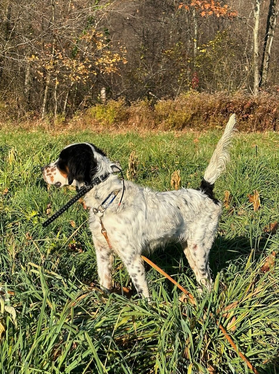 English Setter Puppies breeder image 5