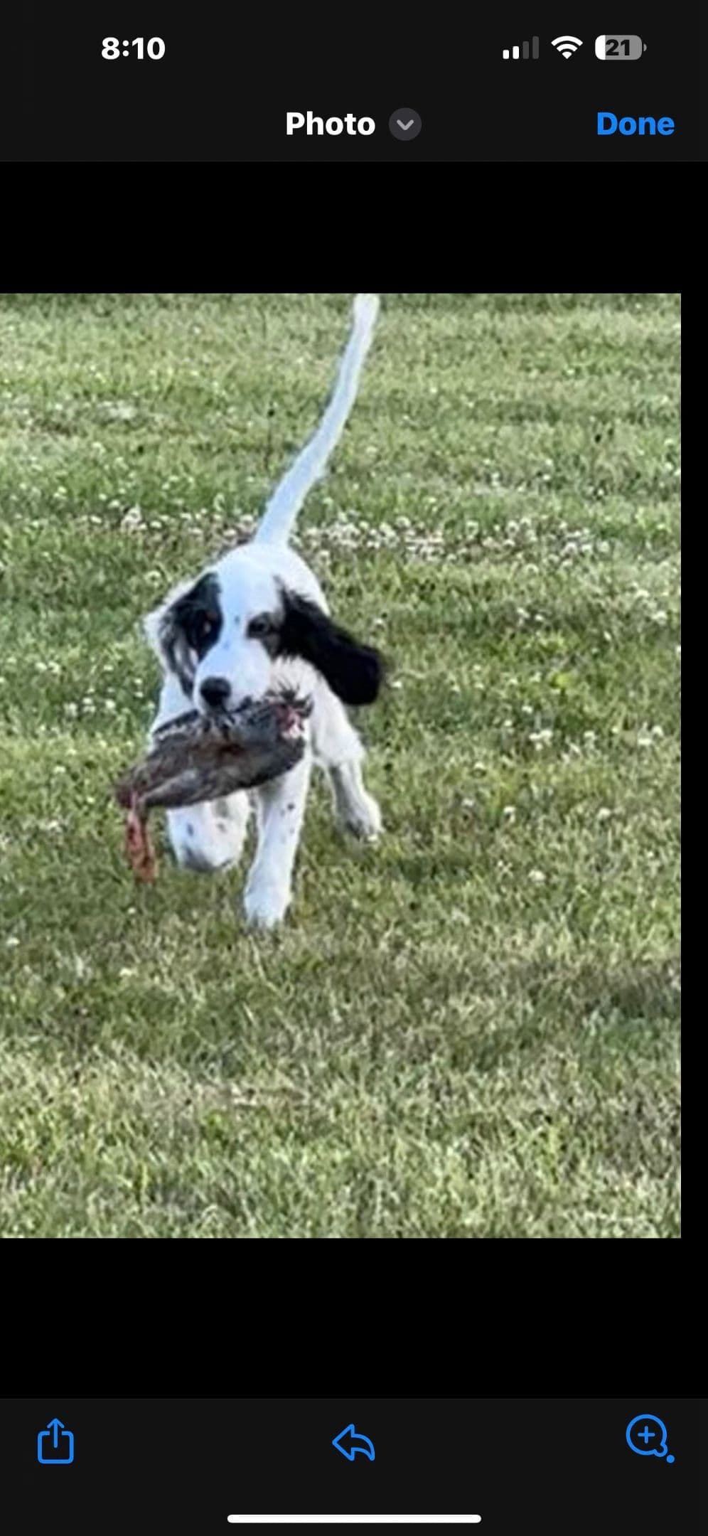 English Setter Puppies breeder image 6