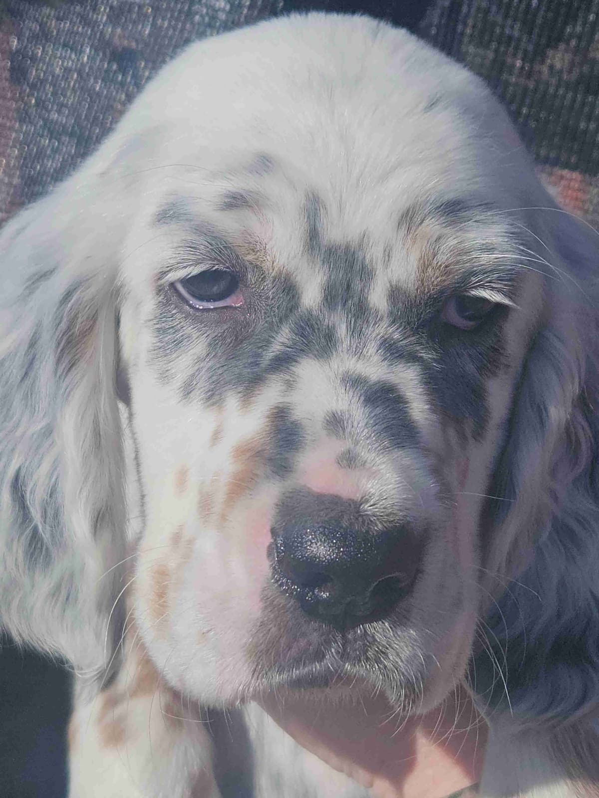 English Setter Puppies breeder image 7