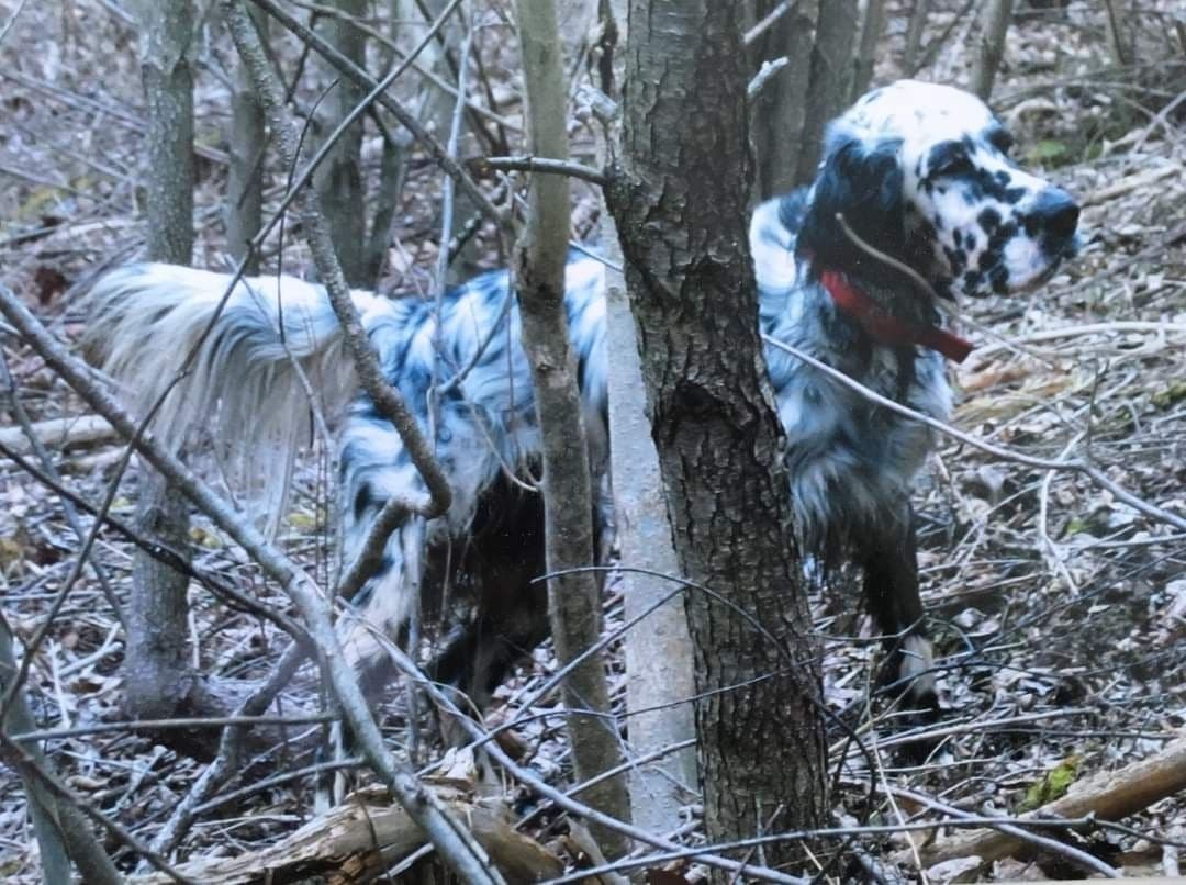 English Setter Puppies breeder image 8