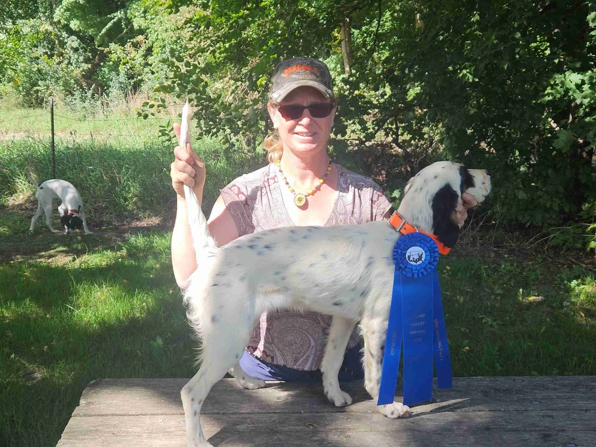English Setter Puppies breeder image 10