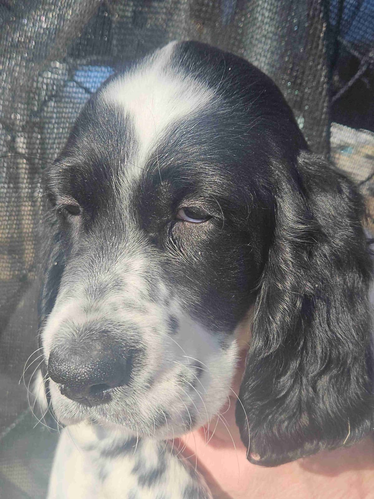 English Setter Puppies breeder image 11