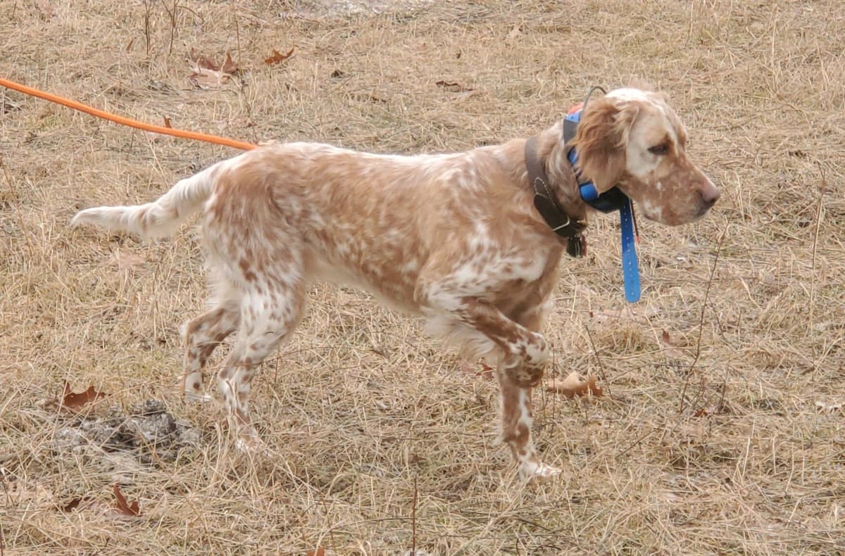 English Setter Puppies breeder image 12