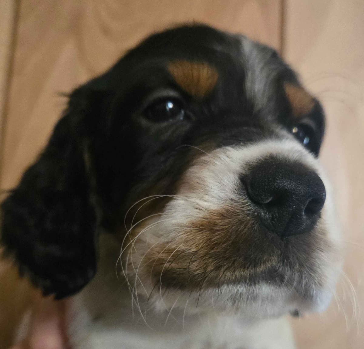 English Setter Puppies breeder image 13