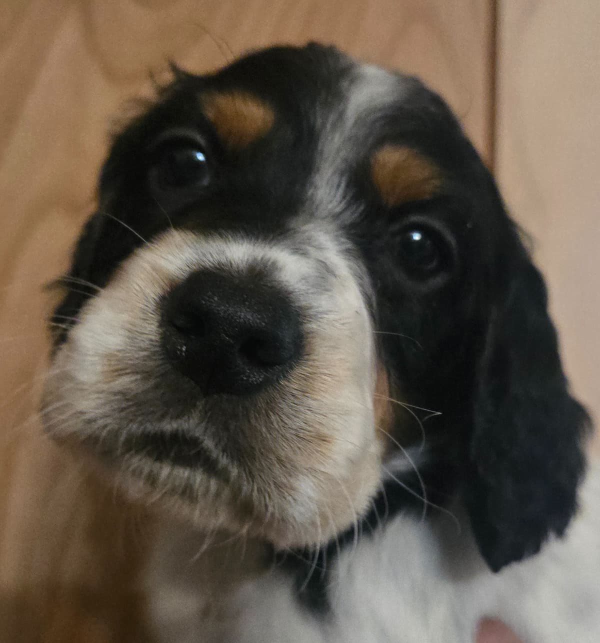English Setter Puppies breeder image 15